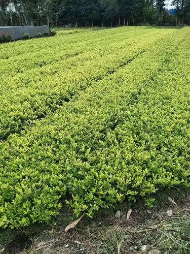 绿化工程花园打造方案怎么写