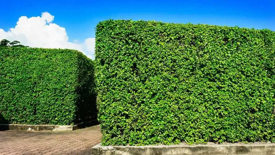 绿化景观色设计如何为城市创建宜居环境？
